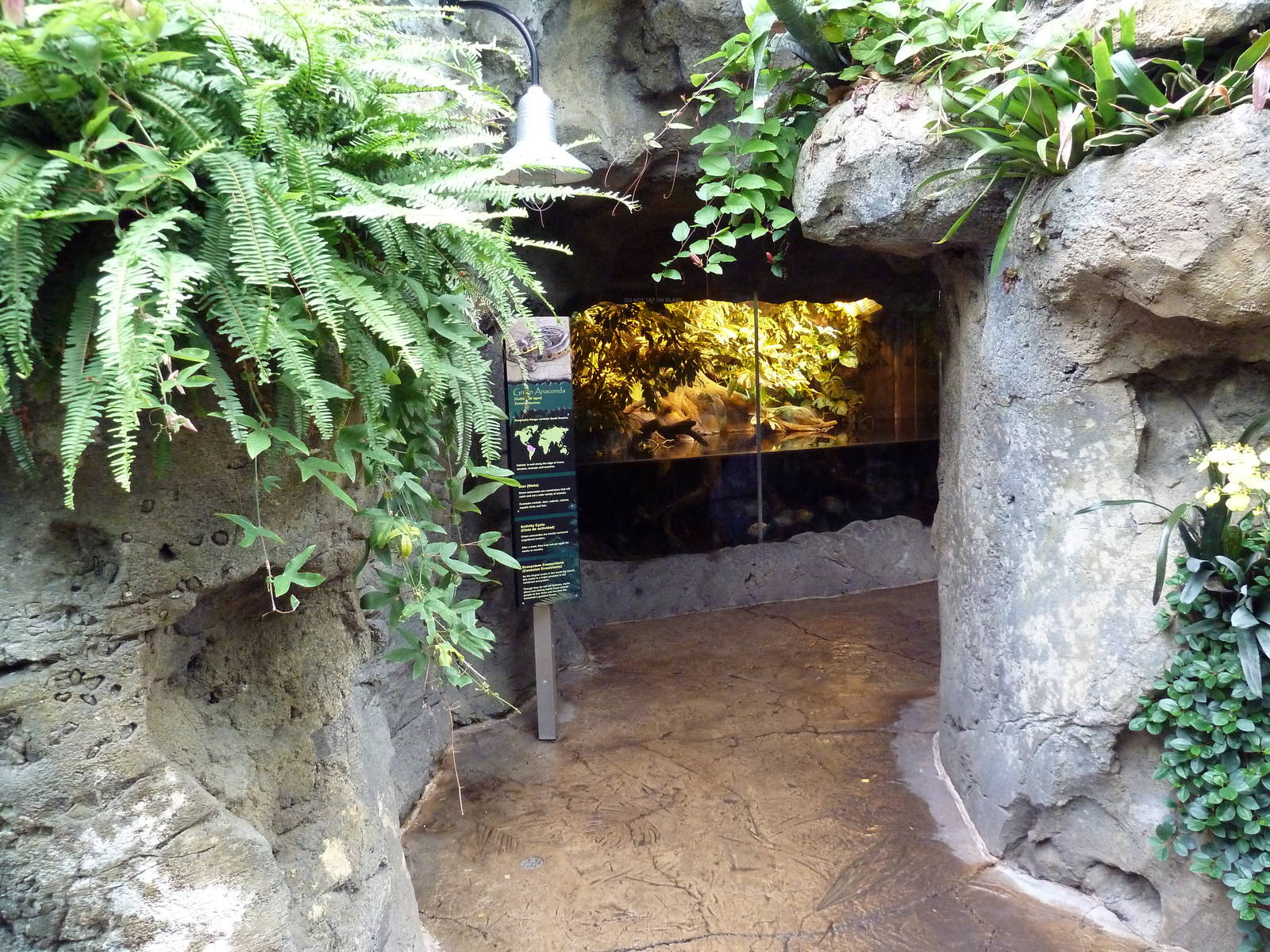 Rainforest Falls - Green Anaconda/Red Piranha Exhibit