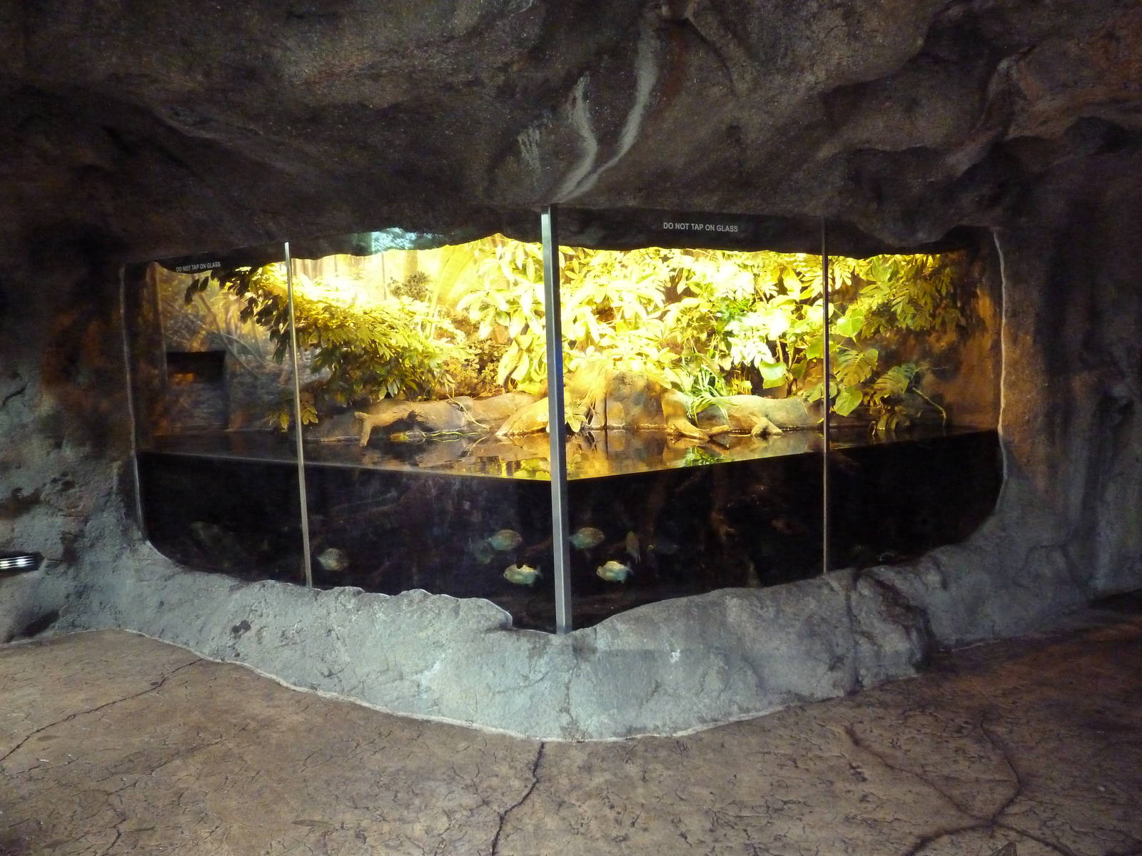 Rainforest Falls - Green Anaconda/Red Piranha Exhibit