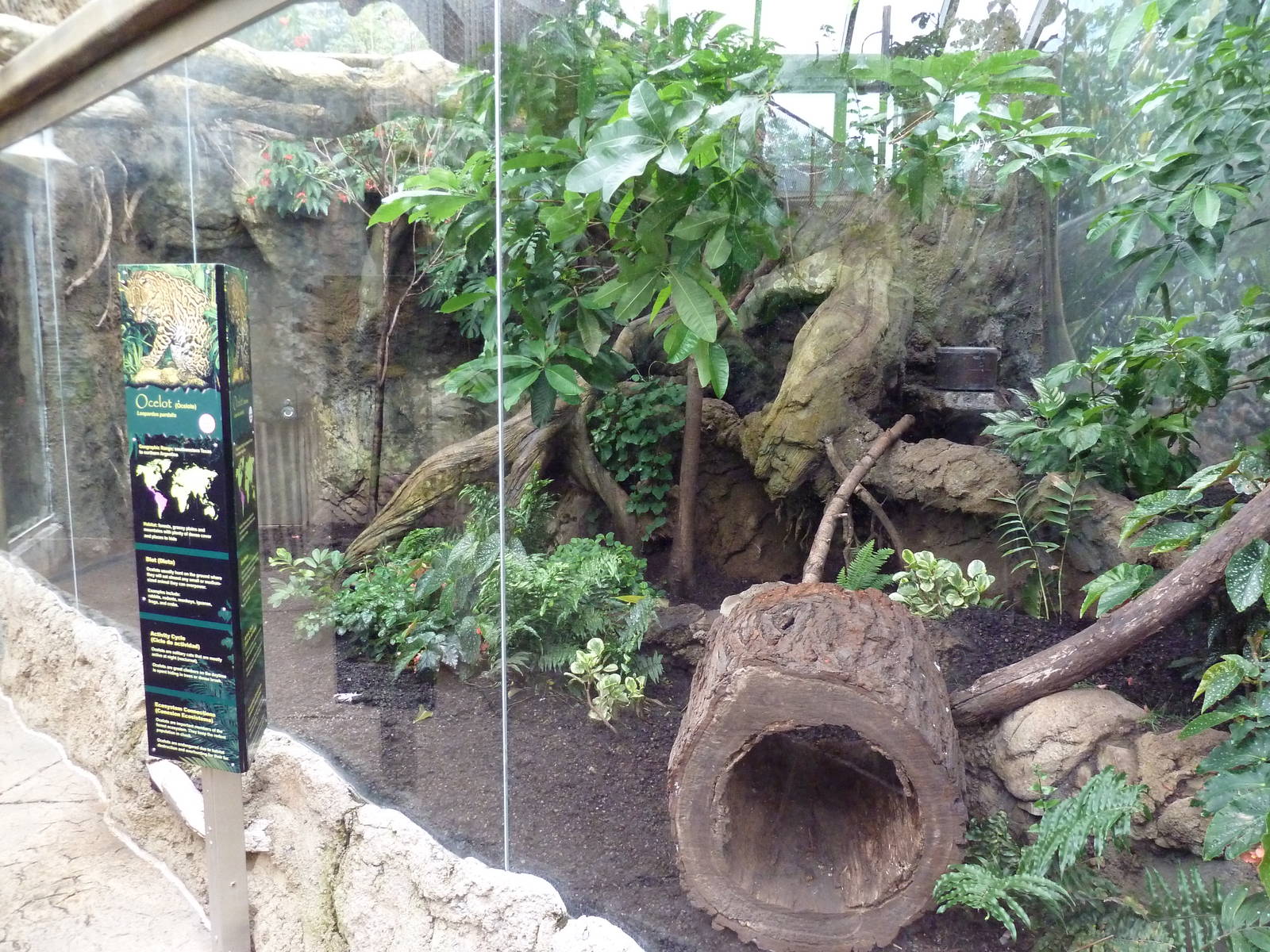 Rainforest Falls - Ocelot Exhibit