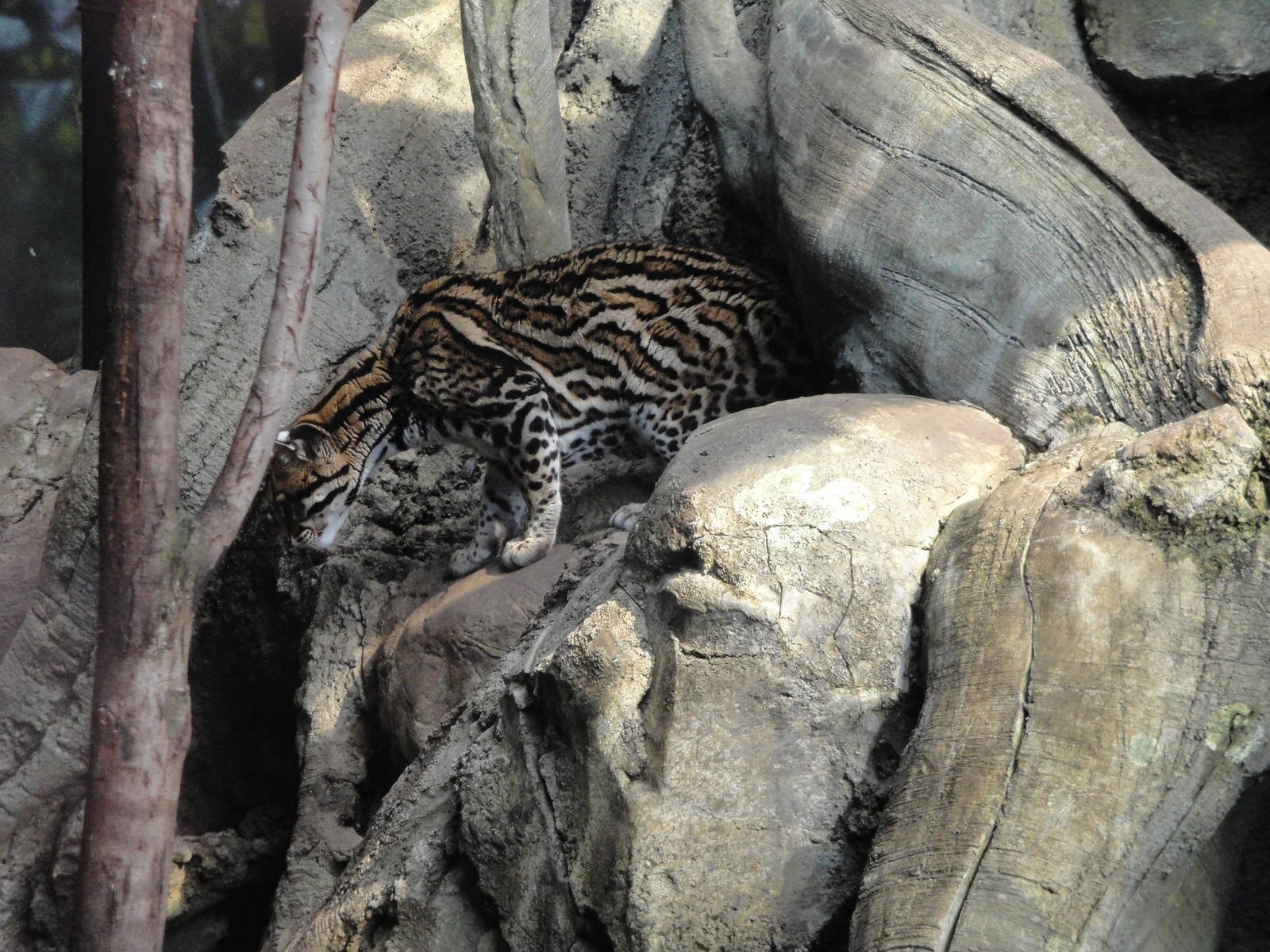 Rainforest Falls - Ocelot