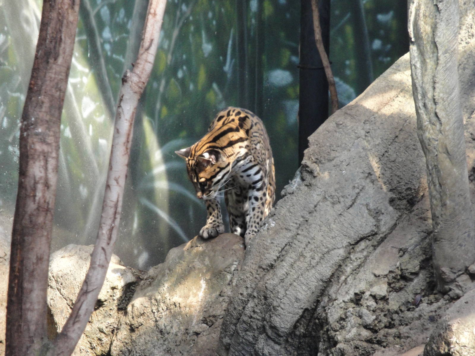 Rainforest Falls - Ocelot