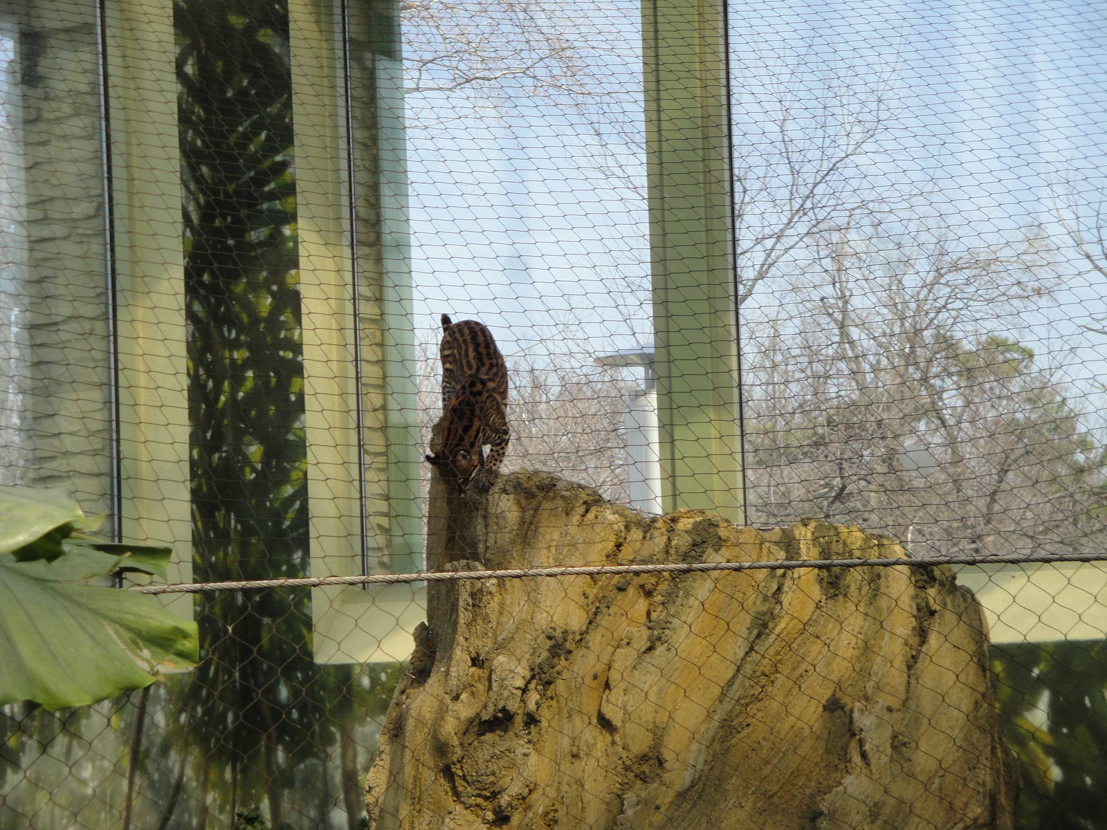 Rainforest Falls - Ocelot