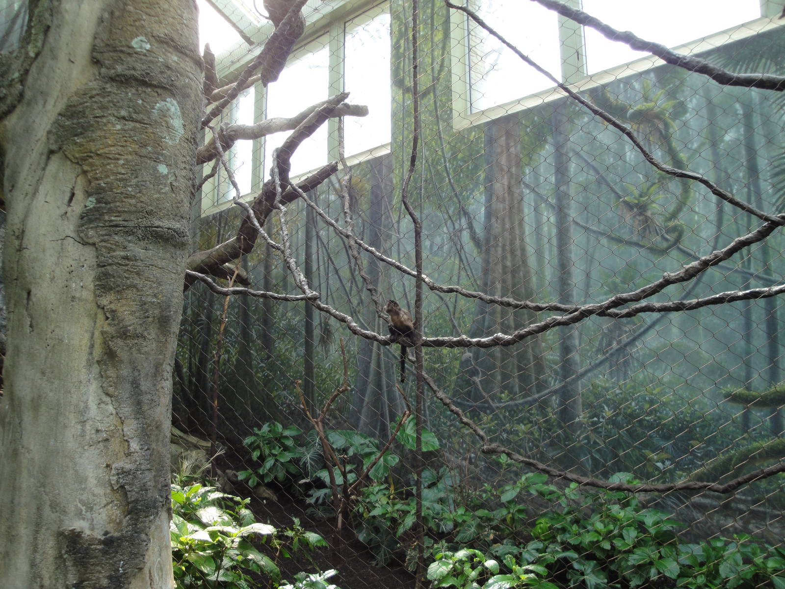 Rainforest Falls - Primate Exhibit