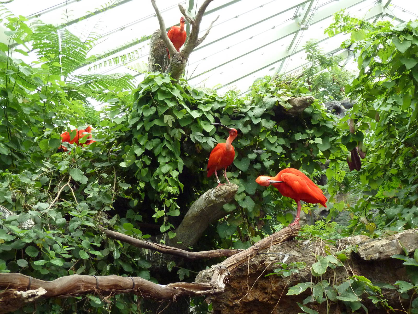 Rainforest Falls - Scarlet Ibis Perch