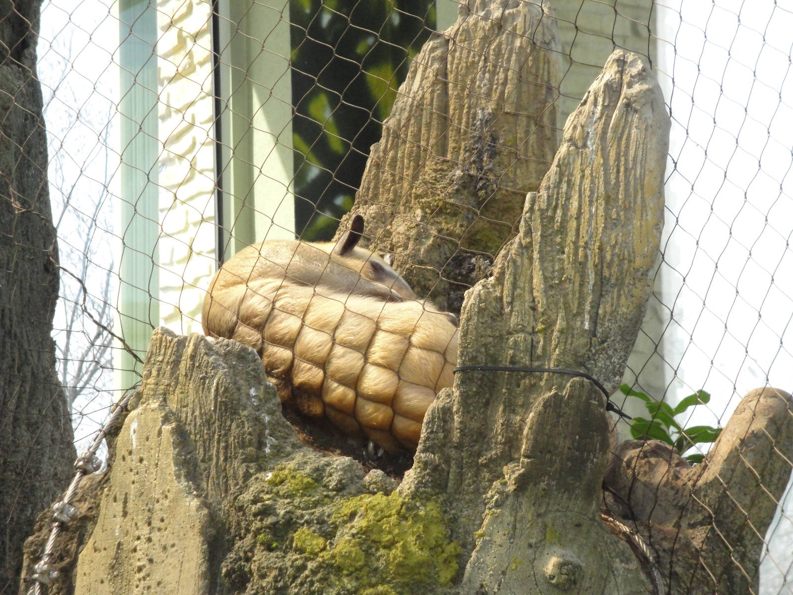 Rainforest Falls - Tamandua