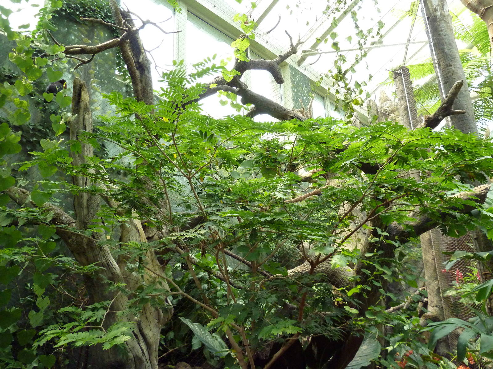 Rainforest Falls - White-Faced Saki/Tamandua/Toucan Exhibit