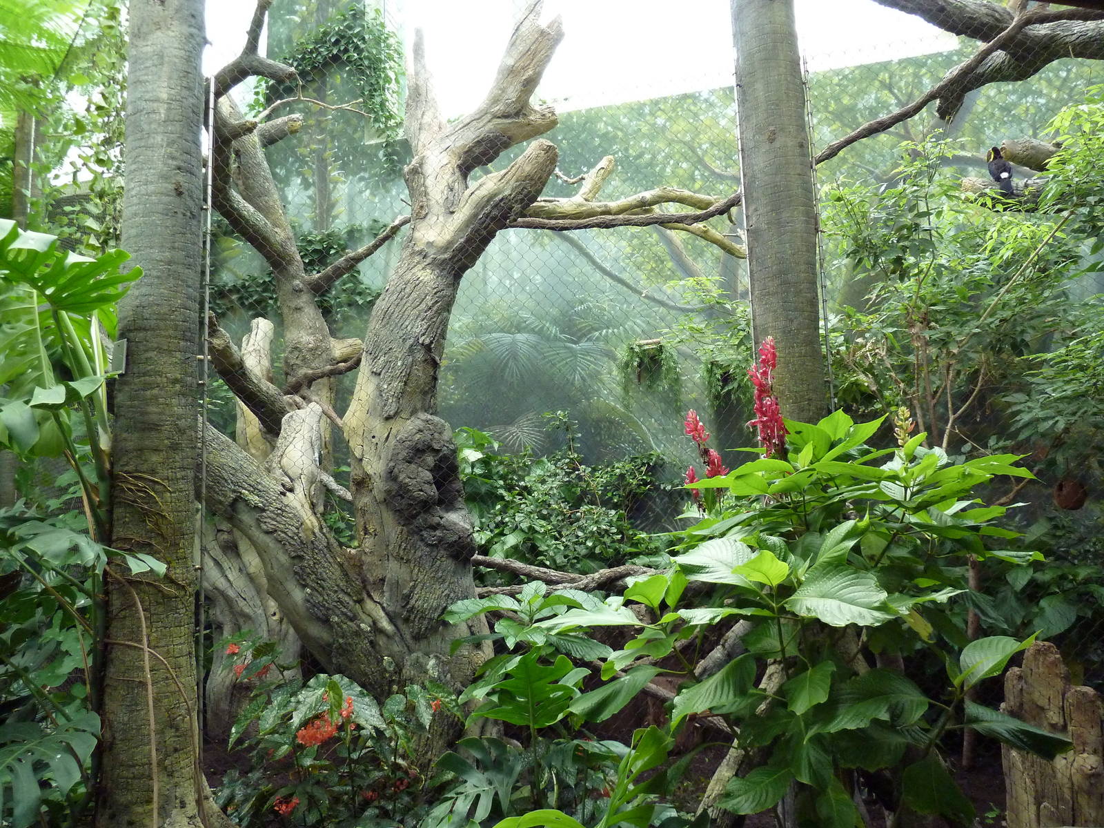 Rainforest Falls - White-Faced Saki/Tamandua/Toucan Exhibit