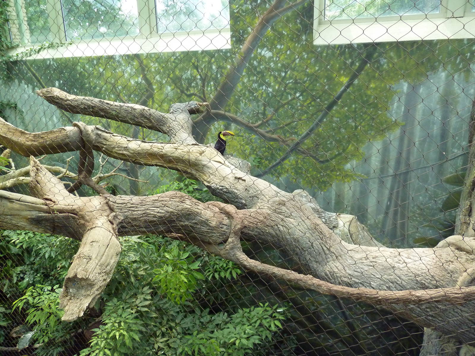 Rainforest Falls - White-Faced Saki/Tamandua/Toucan Exhibit
