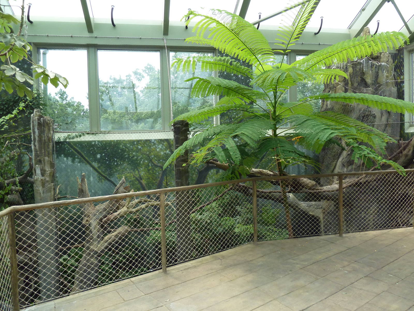 Rainforest Falls - White-Faced Saki/Tamandua/Toucan Exhibit