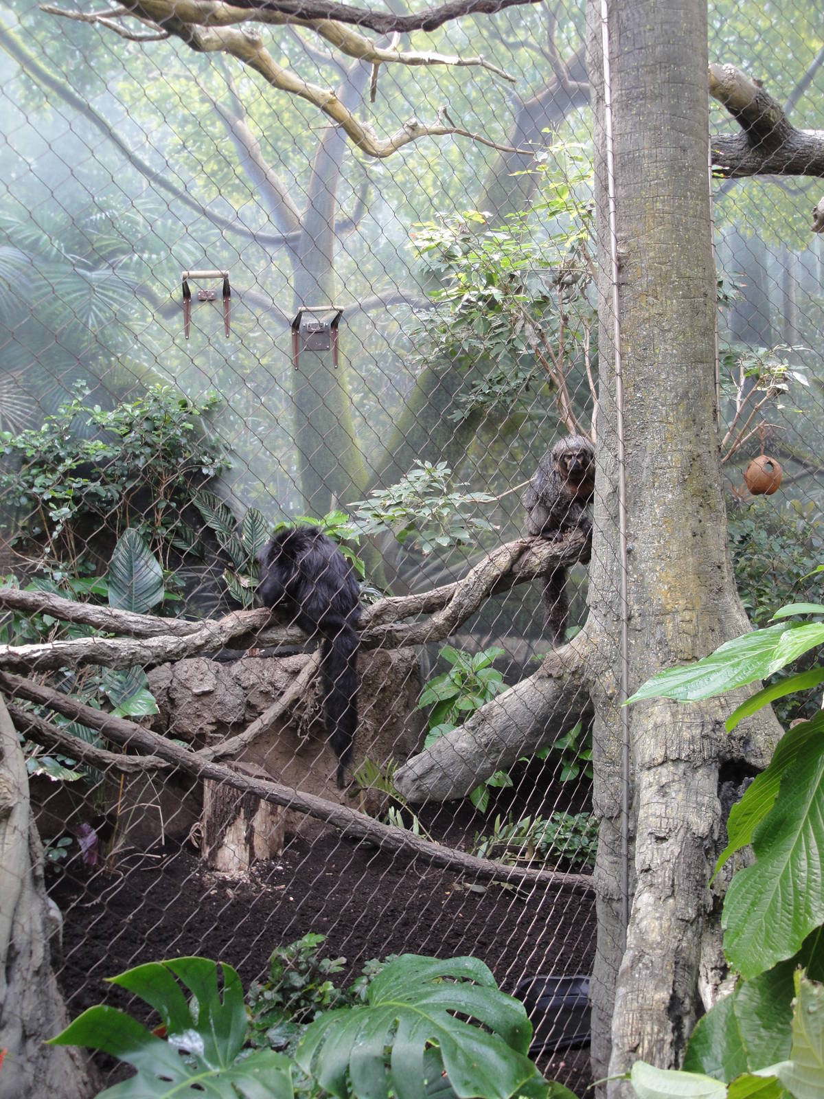 Rainforest Falls - White-faced Sakis