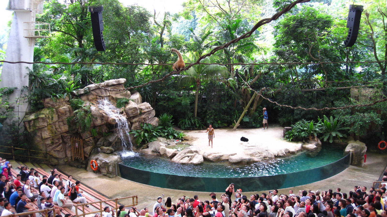 Rainforest Fights Back Show - Coatimundi