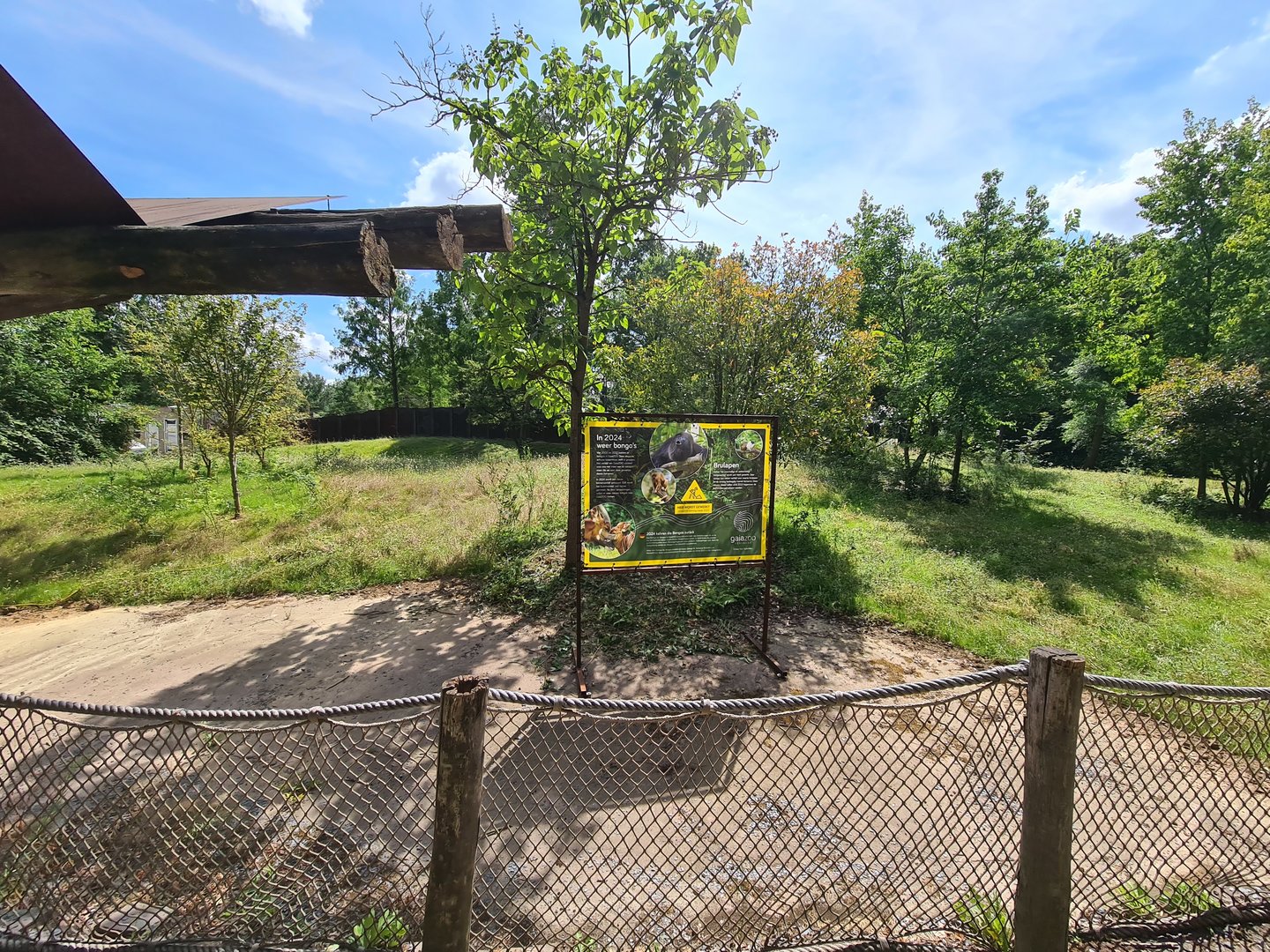 Rainforest - Future Bongo site