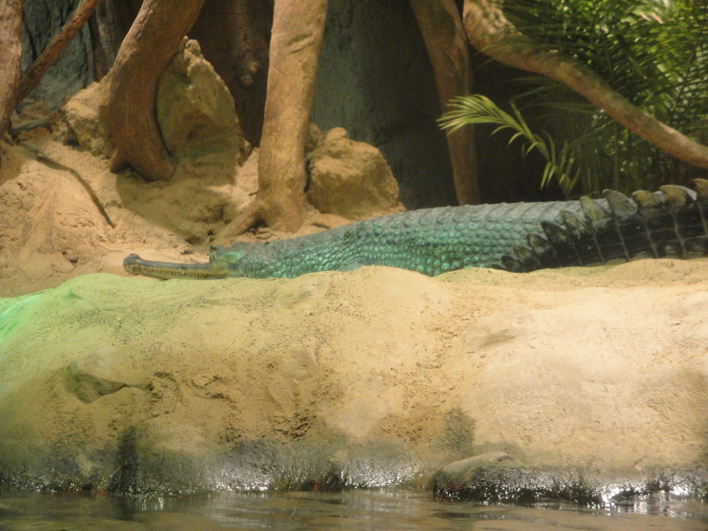 Rainforest - Gharial