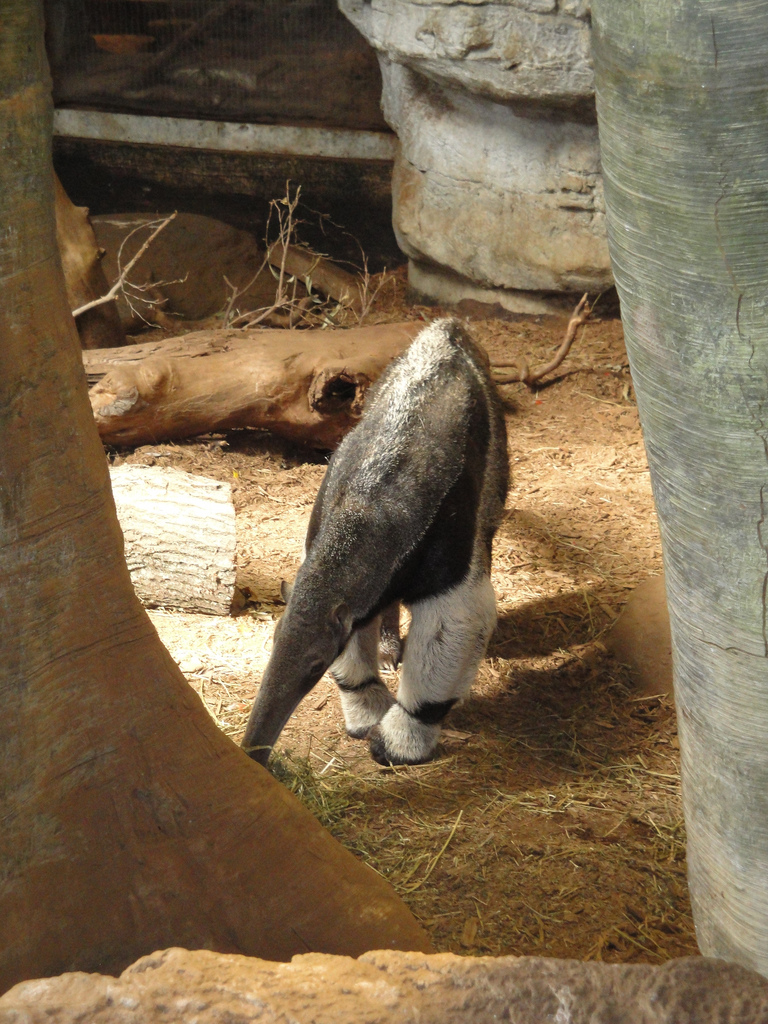 Rainforest - Giant Anteater