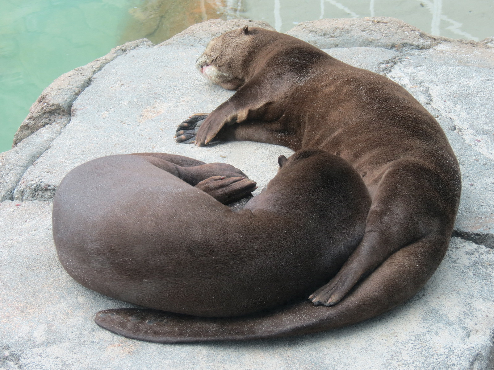 Rainforest - Giant River Otter Exhibit