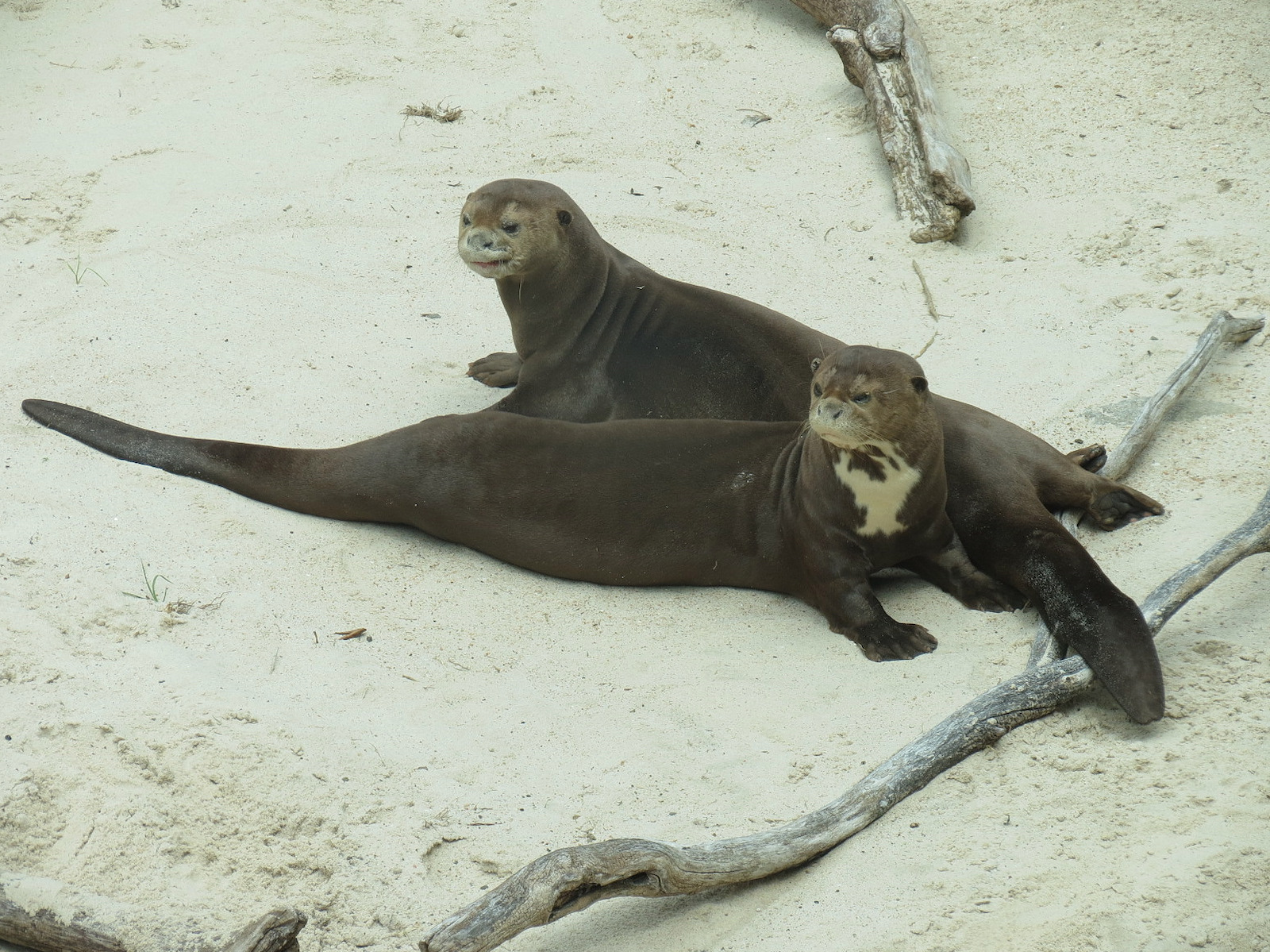 Rainforest - Giant River Otter Exhibit