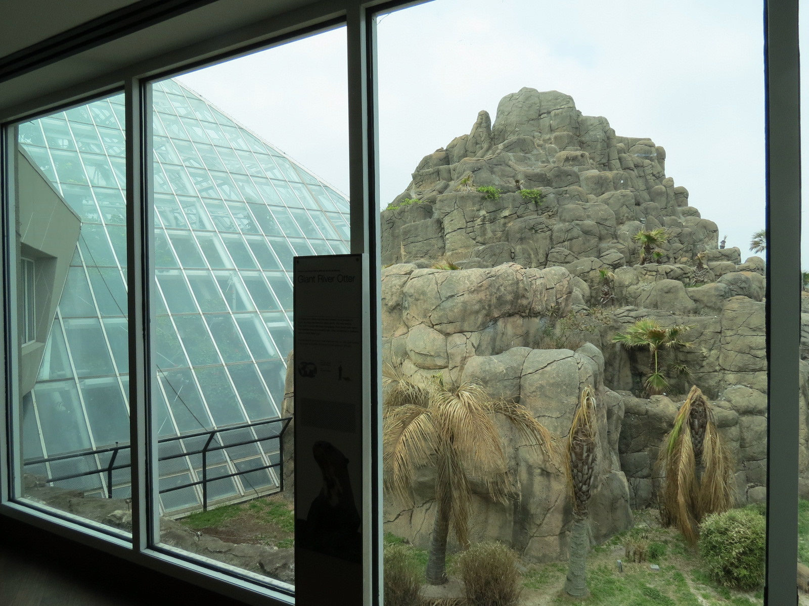Rainforest - Giant River Otter Exhibit