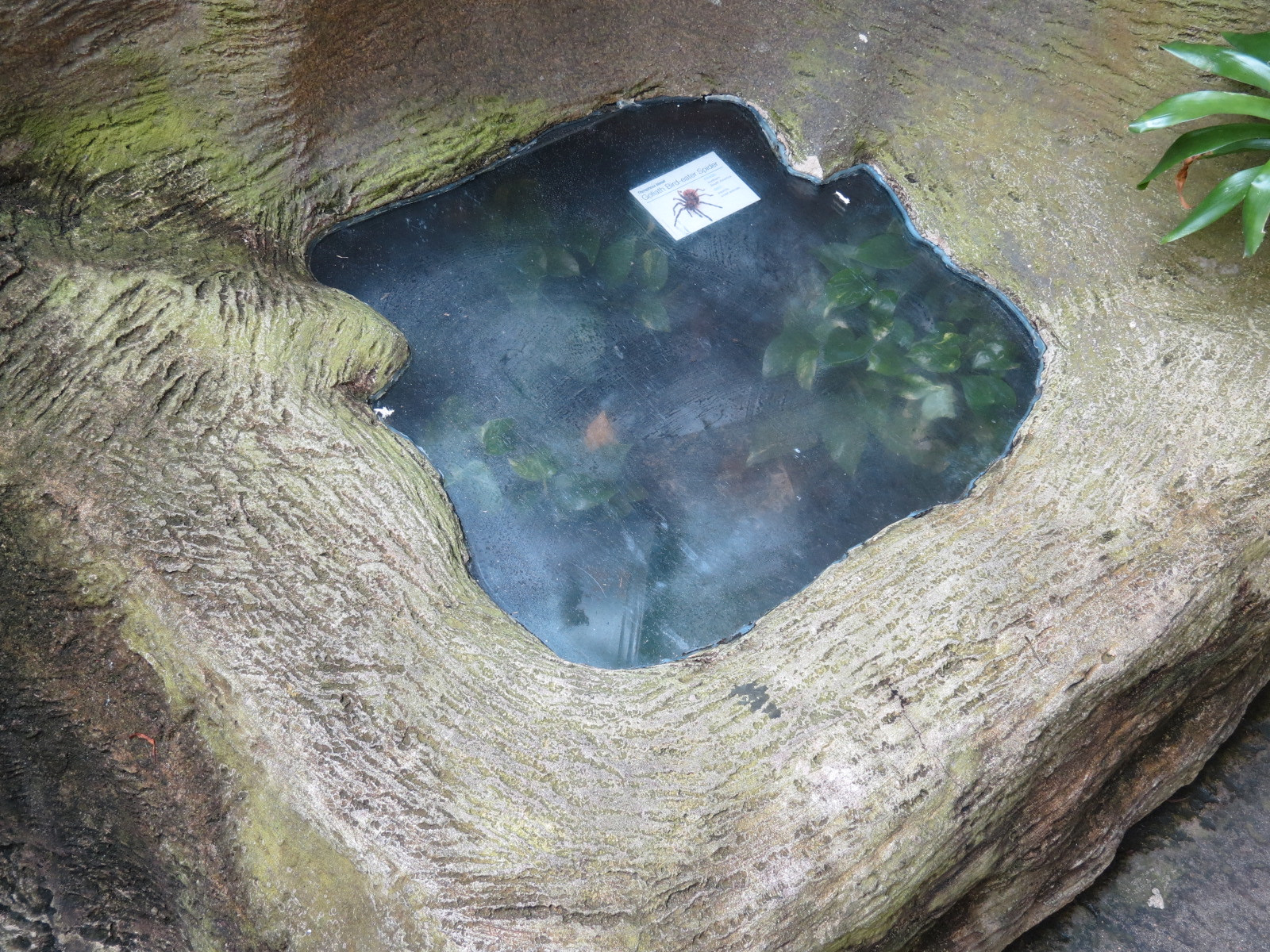 Rainforest - Goliath Bird-eater Spider Exhibit