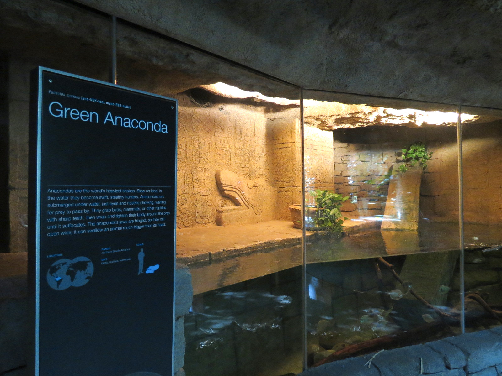 Rainforest - Green Anaconda Exhibit