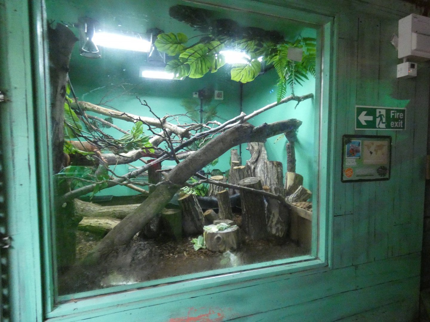 Rainforest: Green iguana enclosure