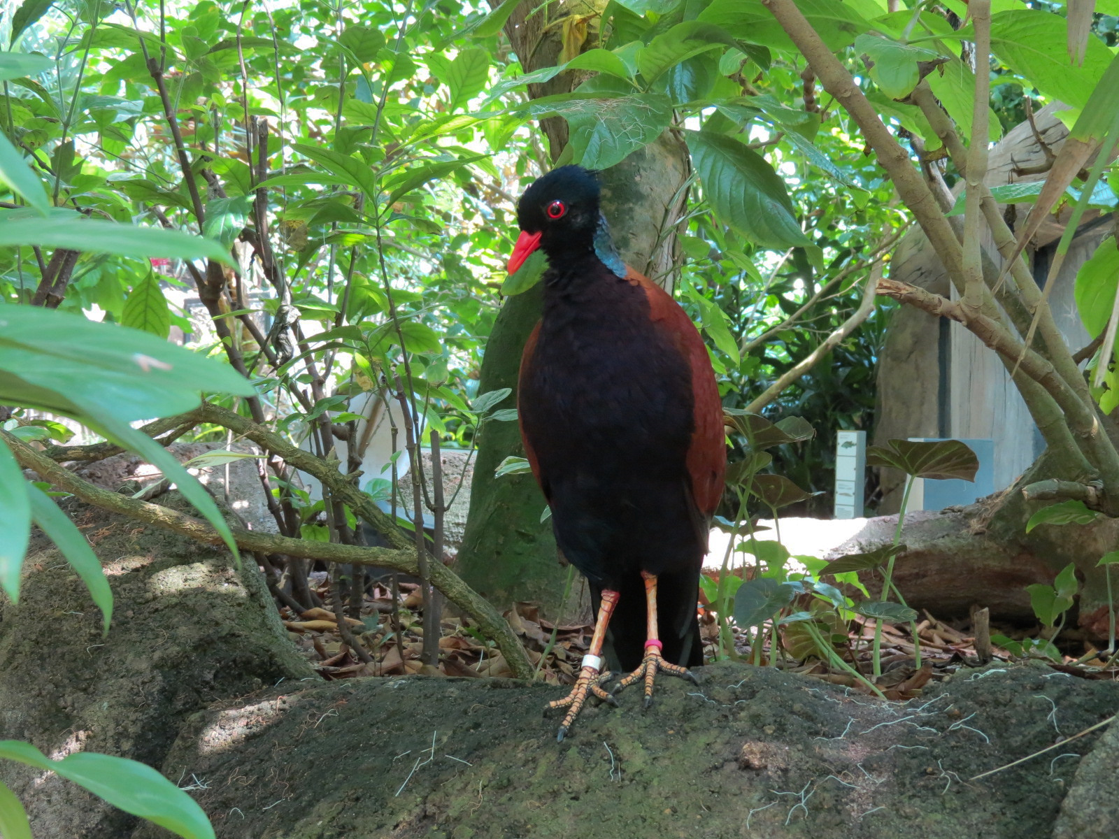Rainforest - Green-naped Pheasant-pigeon (Free Roaming)