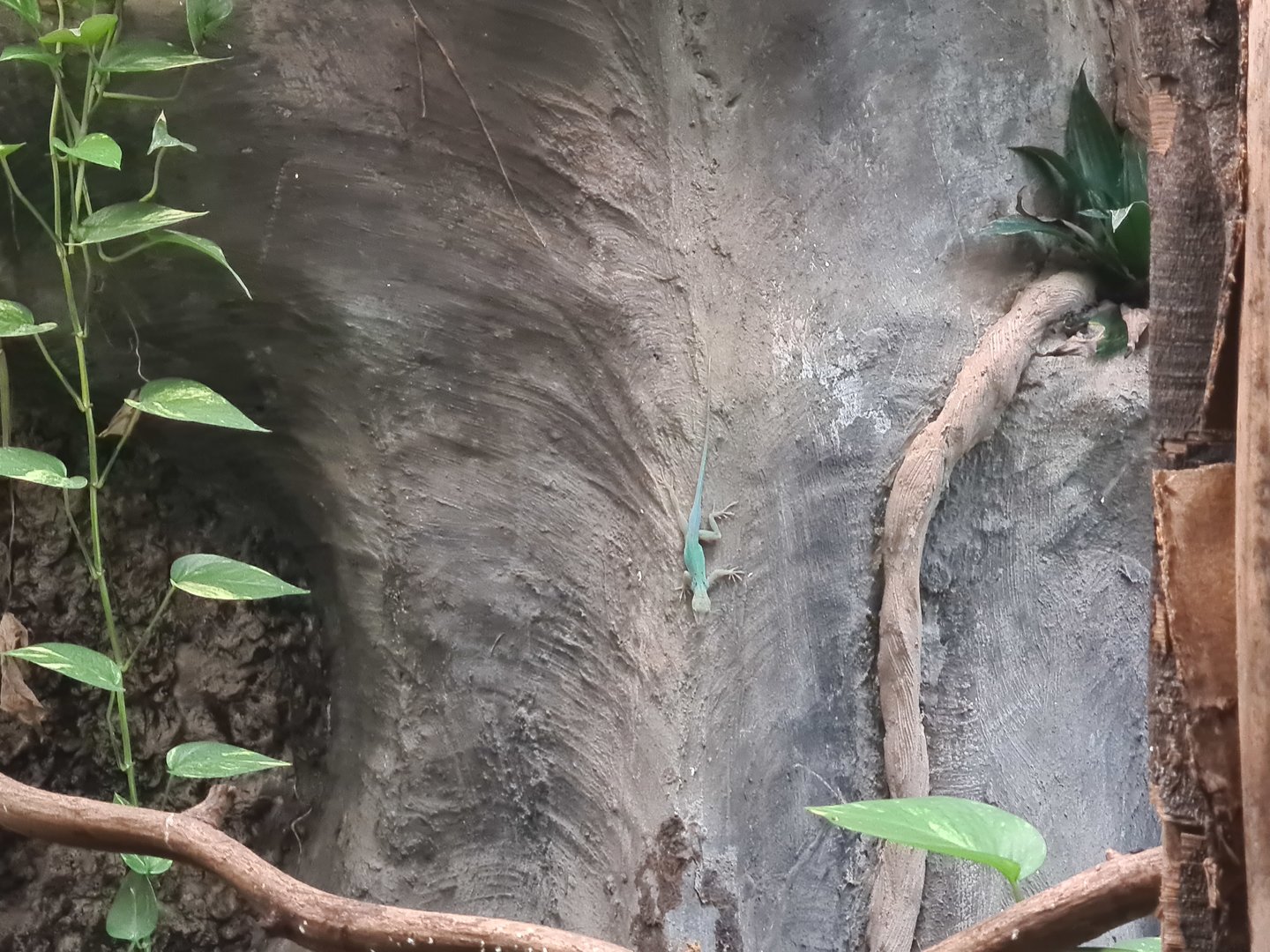 Rainforest - Guadeloupean anole in Tapir Terraium building