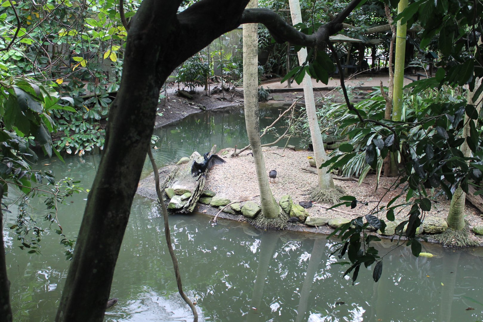 Rainforest Habitat