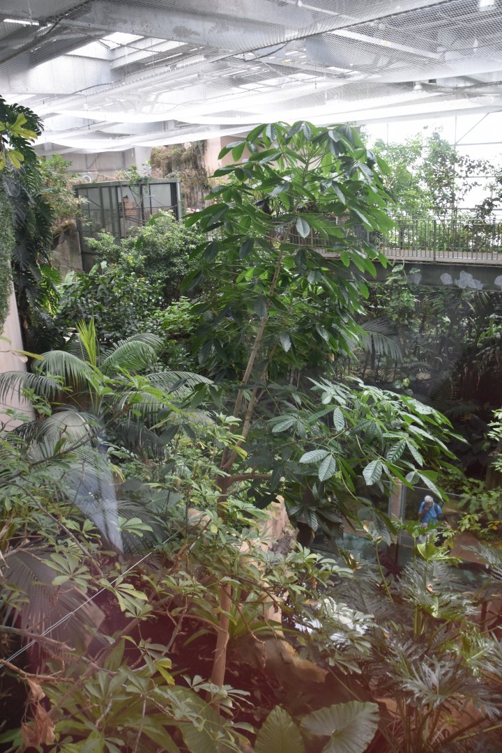 Rainforest Hall foliage