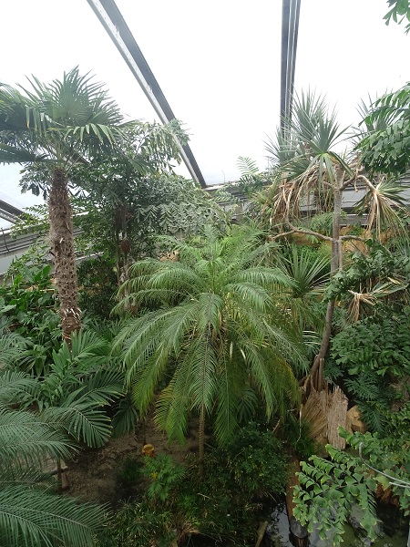 Rainforest hall