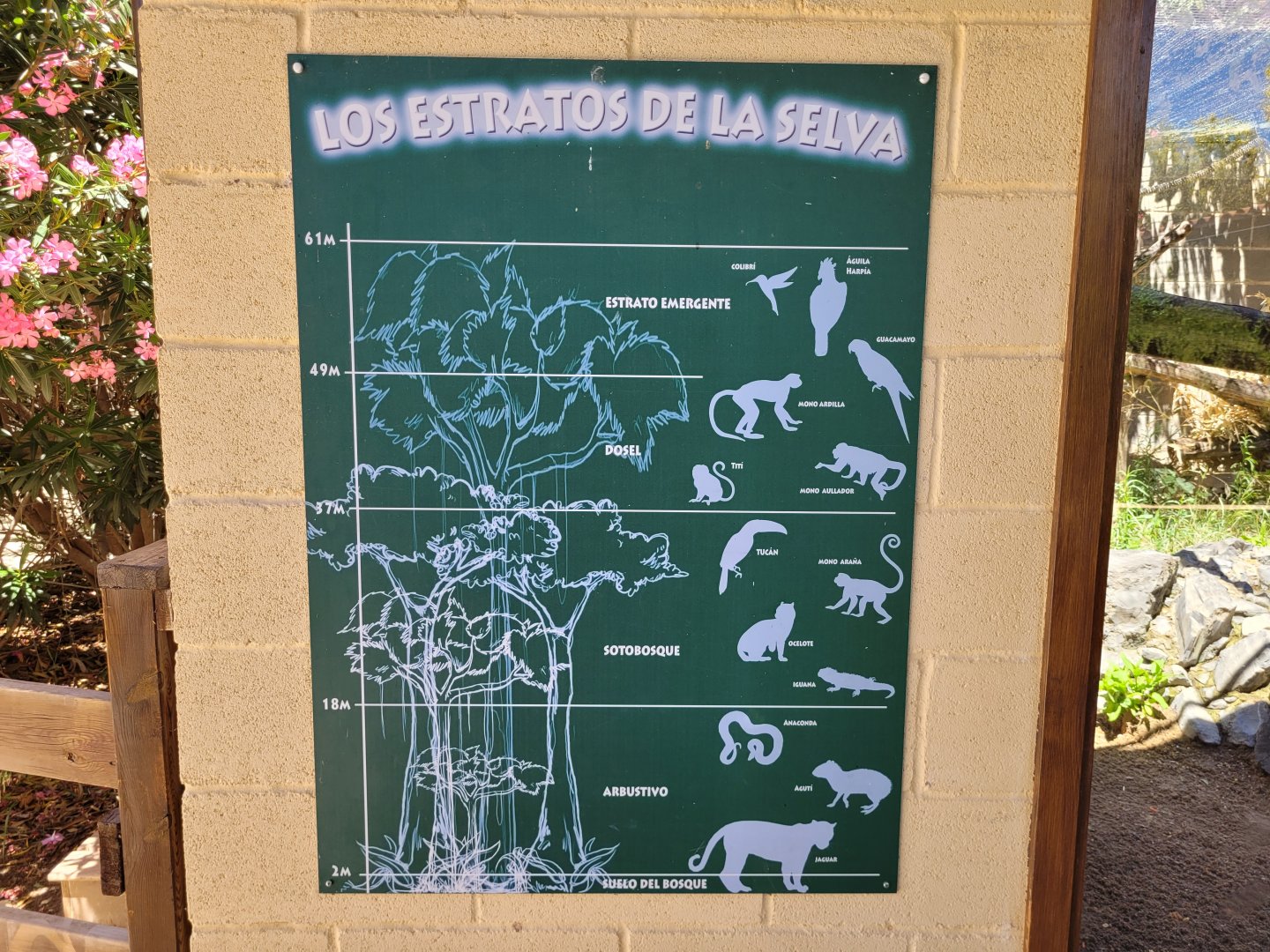 Rainforest height sign -Sendaviva (2024)