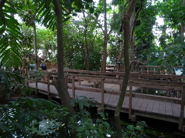 Rainforest house (07/22)