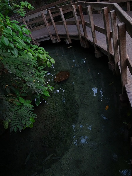 Rainforest house (07/22)