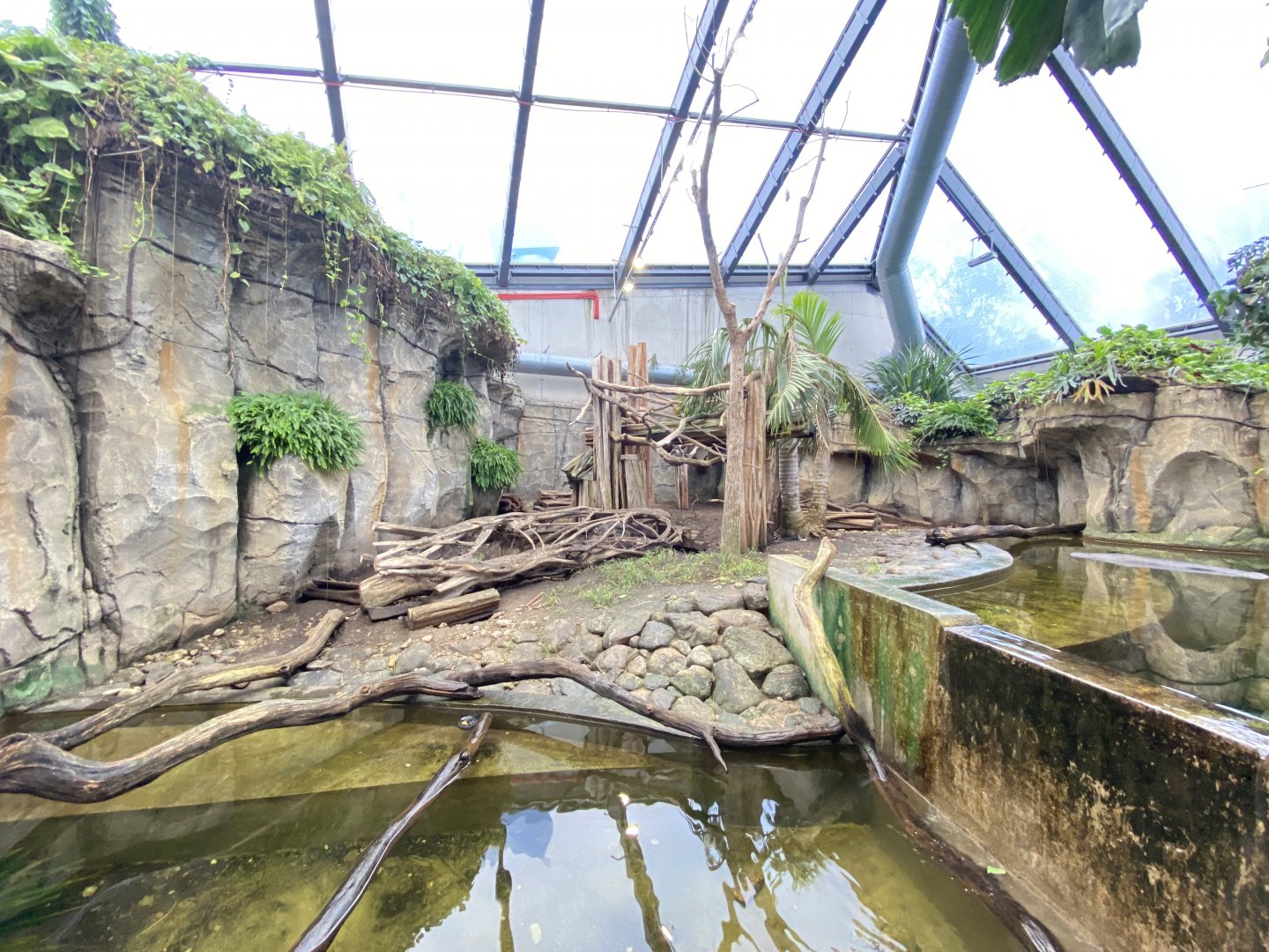 Rainforest house, binturong and small-clawed otter enclosure