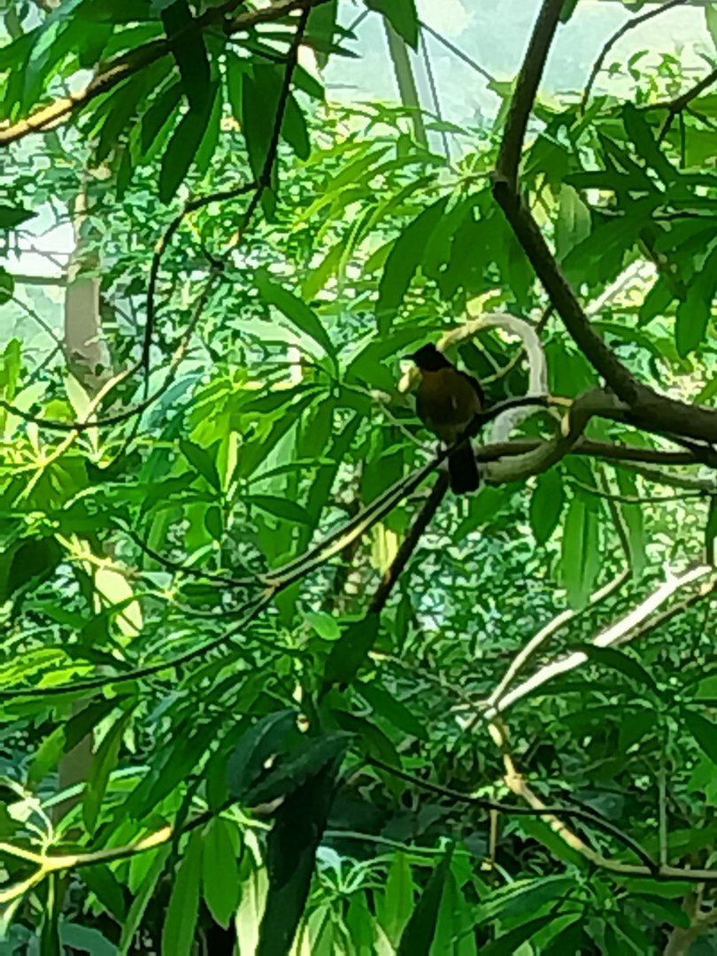 Rainforest House - Black-crested bulbul?
