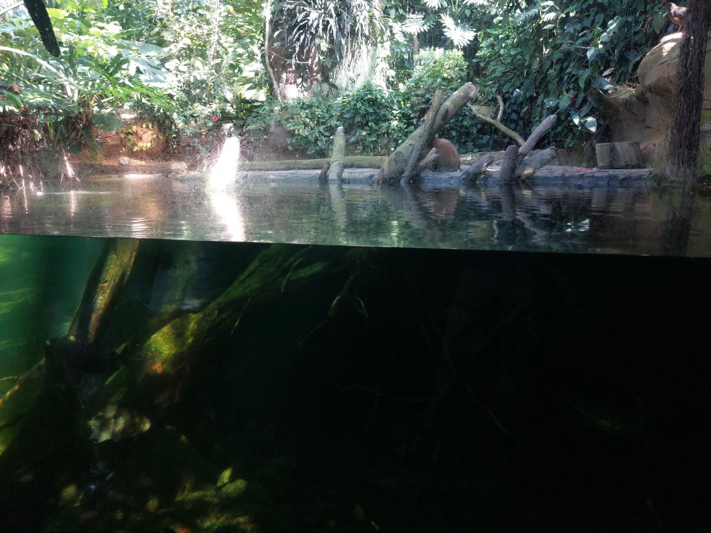 Rainforest house - Broad-snouted caiman enclosure