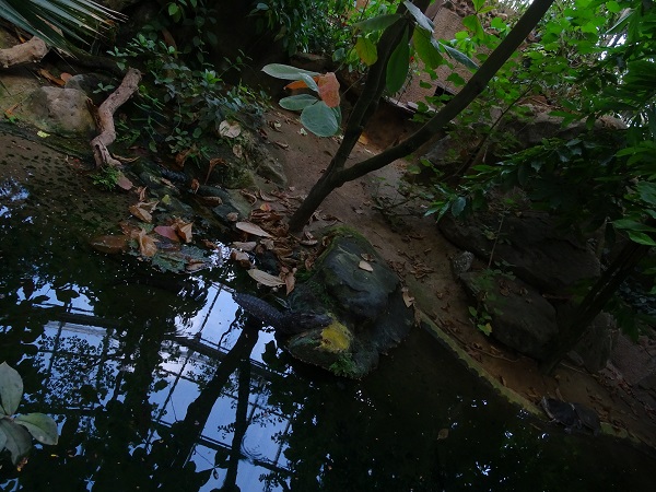 Rainforest house: caiman and snake-necked turtle (07/22)