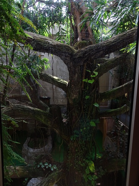 Rainforest House; enclosure for night monkeys and green iguanas (04/22)
