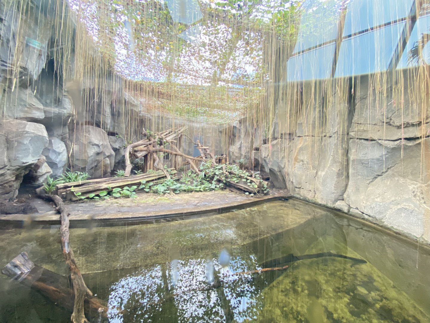 Rainforest house, fishing cat enclosure