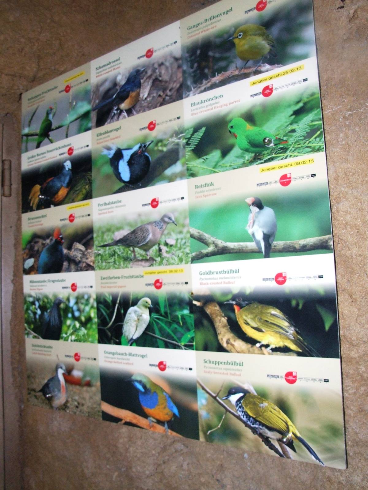 Rainforest House Free-flying Bird Signage at Vienna, 14/06/13