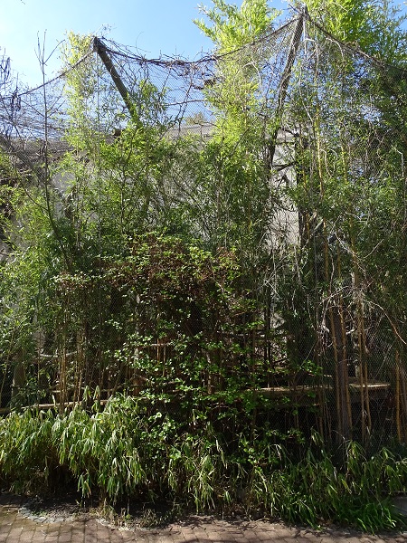 Rainforest house; Goeldi's marmoset enclosure (04/22)