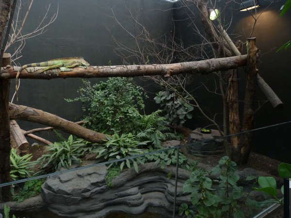 Rainforest House; Green Iguanas