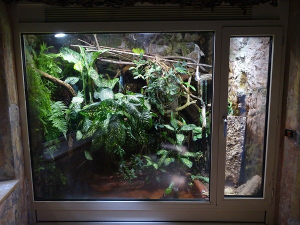 Rainforest House; green tree python enclosure (04/22)