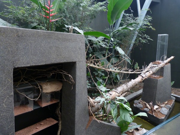 Rainforest house: Leafcutter ants