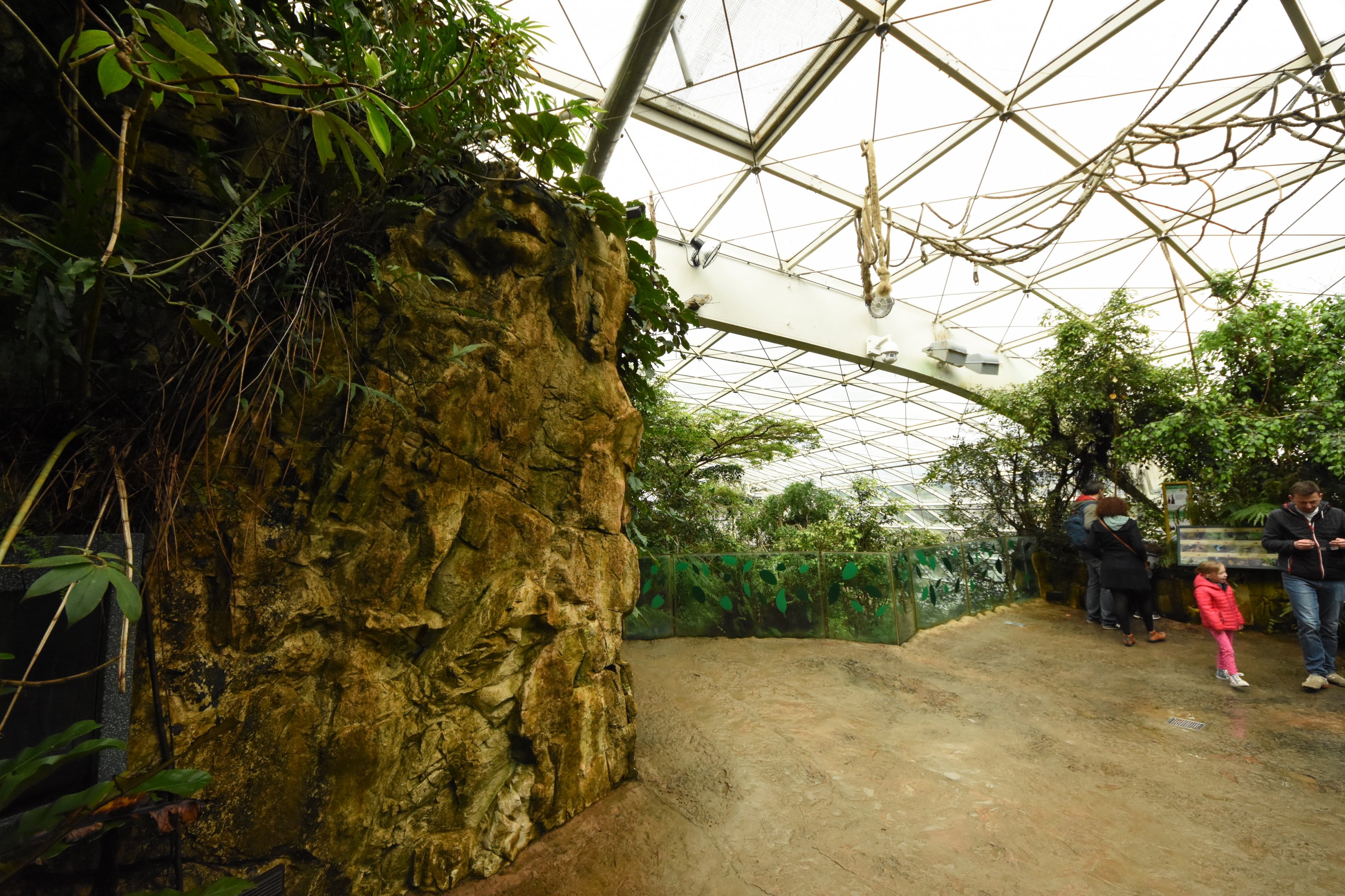 Rainforest house - Main viewing platform