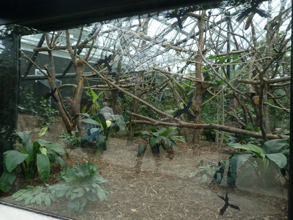 Rainforest House; monkey enclosure
