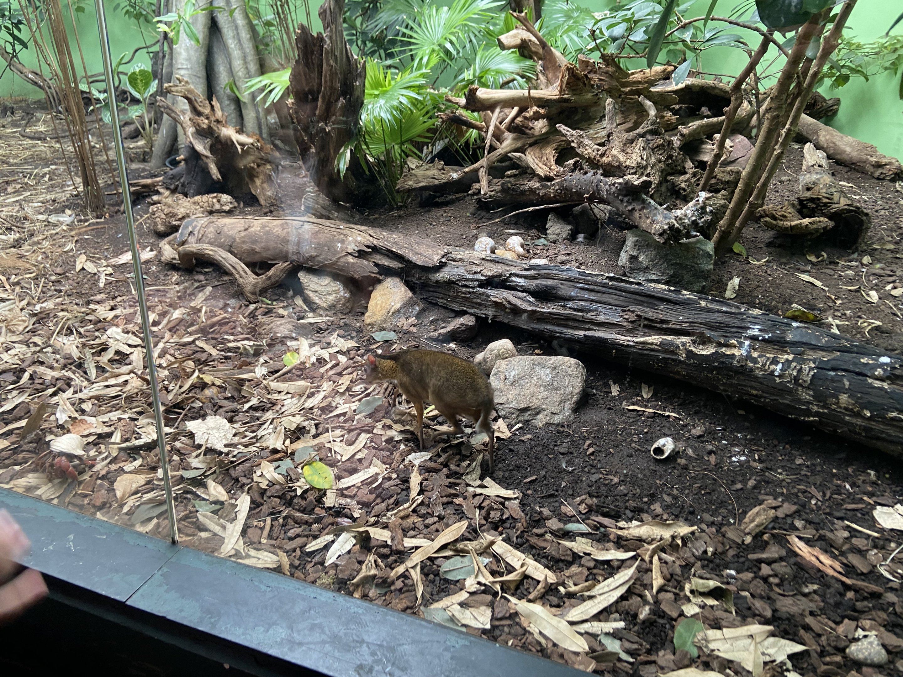 Rainforest house - Mouse Deer exhibith 2023