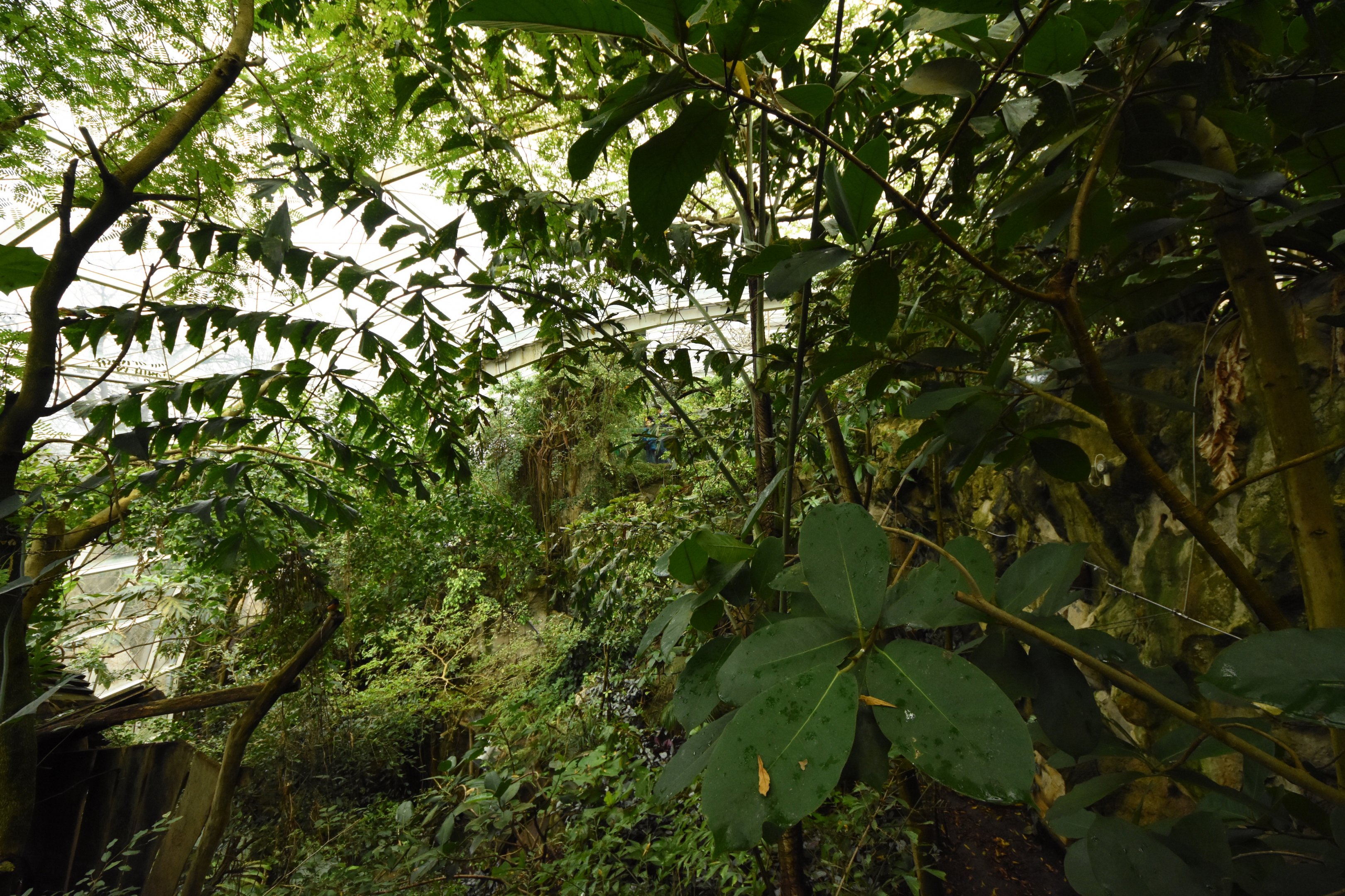 Rainforest house - overview