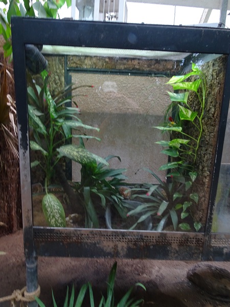 Rainforest house: poison dart frogs (07/22)