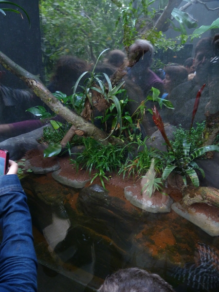 Rainforest House; Poison dart frogs