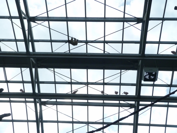 Rainforest House; Sloth and birds